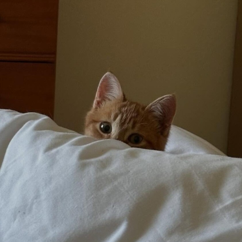 cat